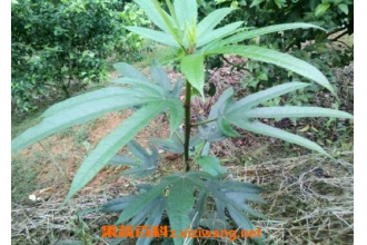五指毛桃的功效与作用及药用价值