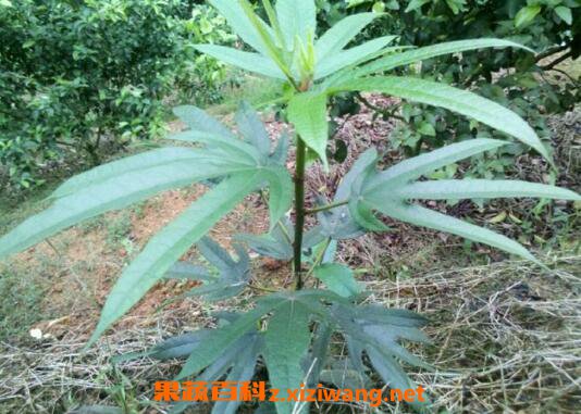 五指毛桃的功效与作用及药用价值