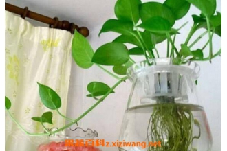 绿萝怎么水培养殖 水培绿萝的养殖方法