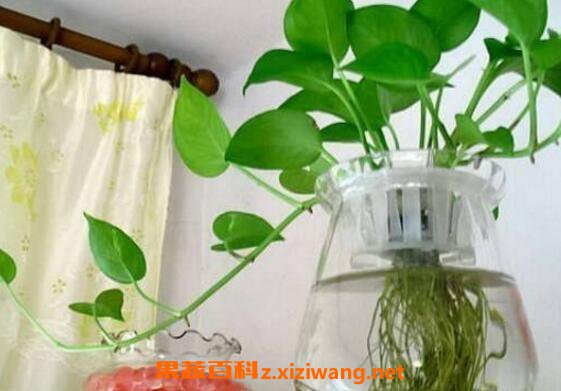 绿萝怎么水培养殖 水培绿萝的养殖方法