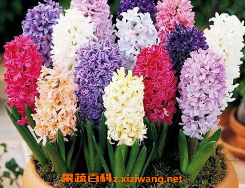风信子的养殖方法技巧