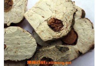 茯神的功效与作用及药用价值