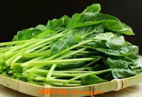 防辐射的食物有哪些