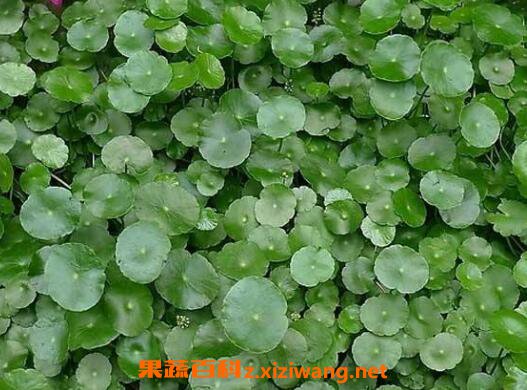 金钱草泡水喝的功效