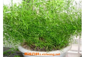 天门冬怎么养 天门冬盆栽养殖方法