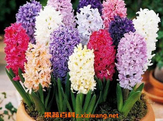 风信子如何养 风信子的养殖方法和注意事项