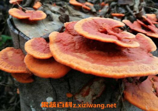 灵芝有什么功效 吃灵芝的功效与作用