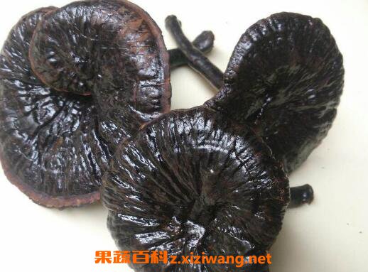 灵芝有什么功效 吃灵芝的功效与作用