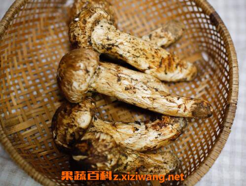 松茸不能和什么一起吃 松茸的保存方法