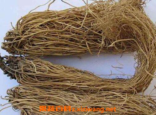 中药细辛的功效与作用及药用价值