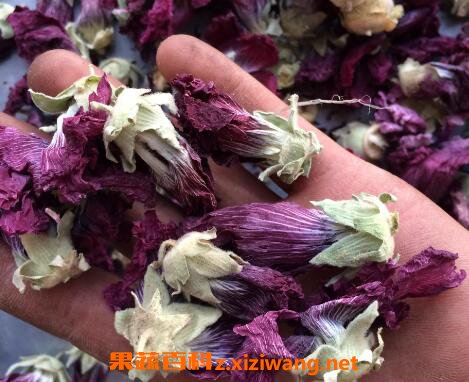 芙蓉花茶的功效与作用及禁忌