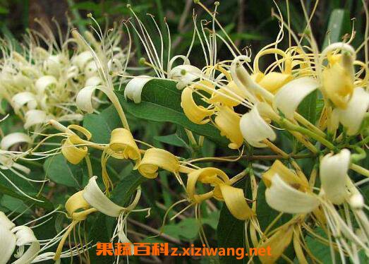 金银花可以天天喝吗 金银花长期泡水喝好不好