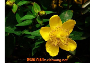 金丝梅的养殖方法和注意事项