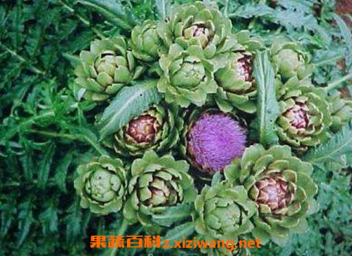 朝鲜蓟的功效与作用 朝鲜蓟怎么吃