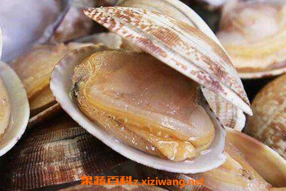 文蛤如何清洗才没沙子 文蛤如何清洗最快