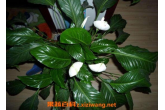 一帆风顺如何养 一帆风顺的养殖方法和注意事项