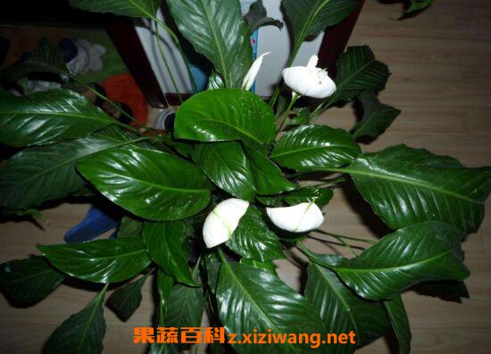 一帆风顺如何养 一帆风顺的养殖方法和注意事项