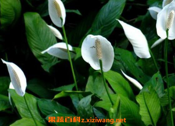 一帆风顺如何养 一帆风顺的养殖方法和注意事项