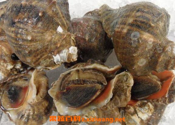 大海螺怎么清洗才干净 大海螺怎么处理干净