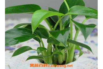 金钻如何养 金钻的养殖方法和注意事项