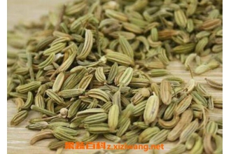 小茴香的功效与作用 小茴香的药用价值