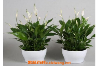 白掌怎么养 白掌的养殖方法和繁殖方法