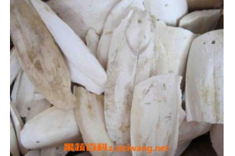 中药海螵蛸的功效与作用