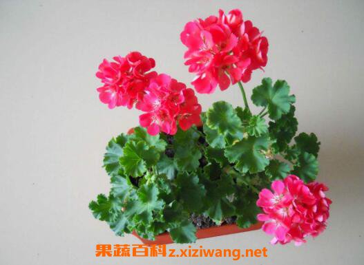 天竺葵怎么养 养殖天竺葵的注意事项