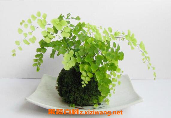 铁线蕨怎么养 铁线蕨的养殖方法和注意事项