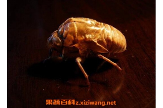 蝉蜕的功效与作用 蝉蜕的药用价值