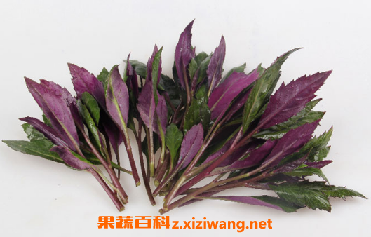 红背菜真的不能吃吗 红背菜有毒吗