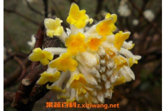 中药黄瑞香的功效与作用