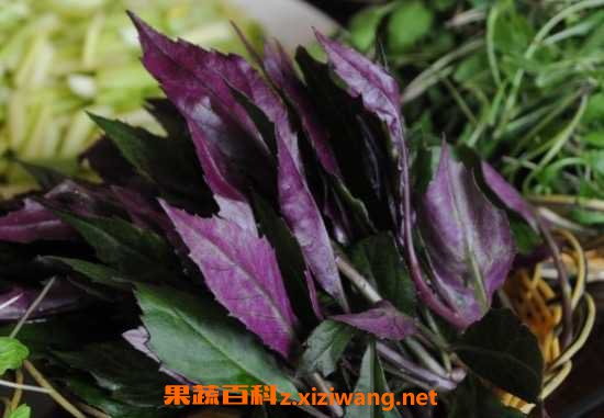 紫背天葵的功效与作用