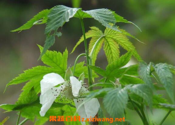 神仙草的功效与作用