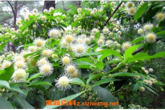 水团花根的功效与作用及药用价值
