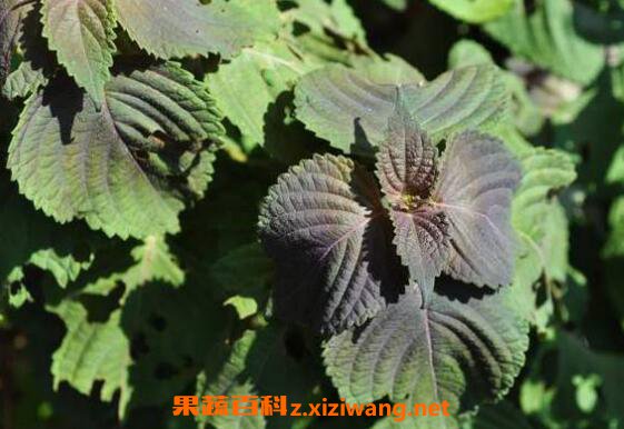 紫苏苞的功效与作用