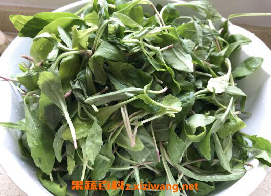马兰头如何做好吃 马兰头的做法窍门