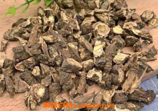 蒲公英根的功效与作用