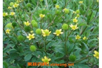 毛茛的功效与作用及药用价值