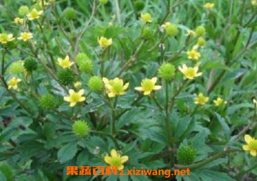 毛茛的功效与作用及药用价值