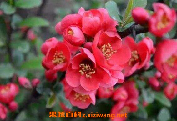 海棠花怎么养殖 海棠花的养殖方法