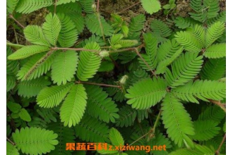 含羞草怎么养 含羞草的养殖方法和注意事项