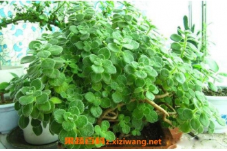 碰碰香怎么养殖 碰碰香的养殖方法