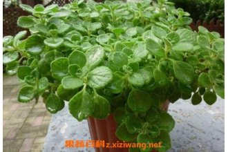 碰碰香怎么繁殖 碰碰香种子种植方法
