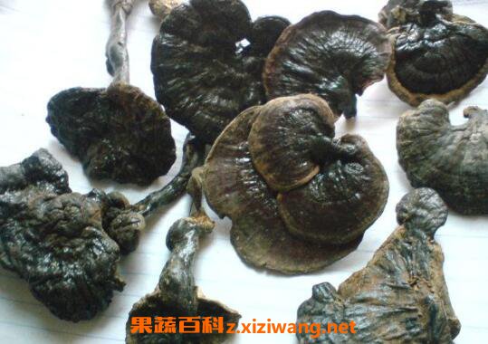 野生灵芝的功效与作用 野生灵芝的服用方法