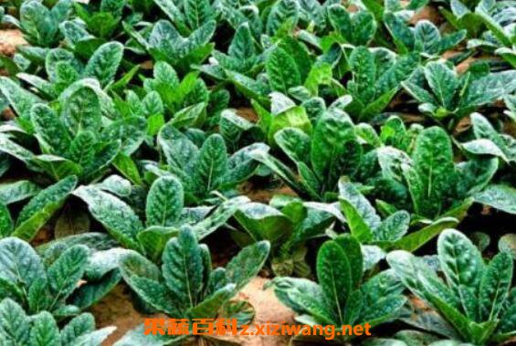 地黄叶的功效与作用及药用价值