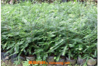 香榧草的功效与作用及药用价值