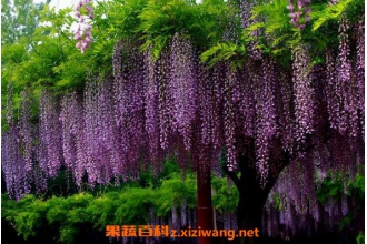 紫藤怎么养殖 紫藤种子种植方法