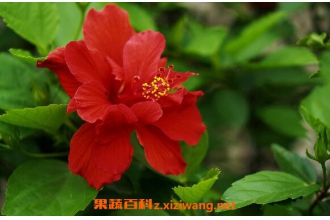 扶桑花怎么养 扶桑花的养殖方法