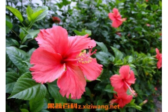 扶桑花如何繁殖 扶桑花扦插繁殖的方法